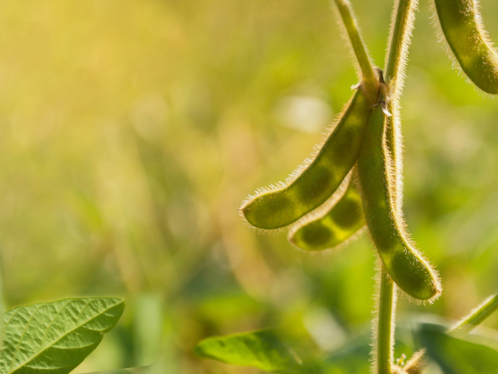 Soybeans
